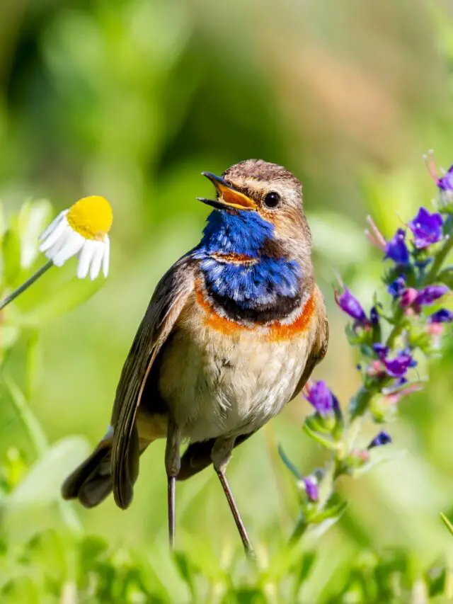 Encounters with birds and songs improve mental health
